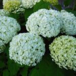 白い紫陽花