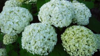 白い紫陽花
