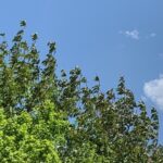 晴れやかな空