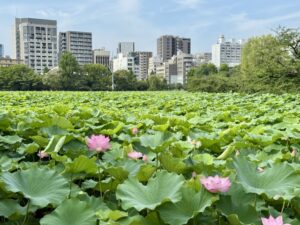 上野不忍池