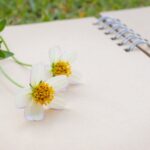 ウィンターコスモス