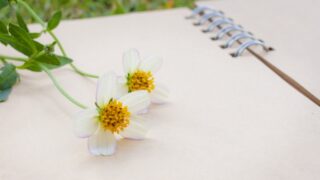 ウィンターコスモス