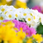 プリムラ・ポリアンサ