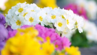 プリムラ・ポリアンサ