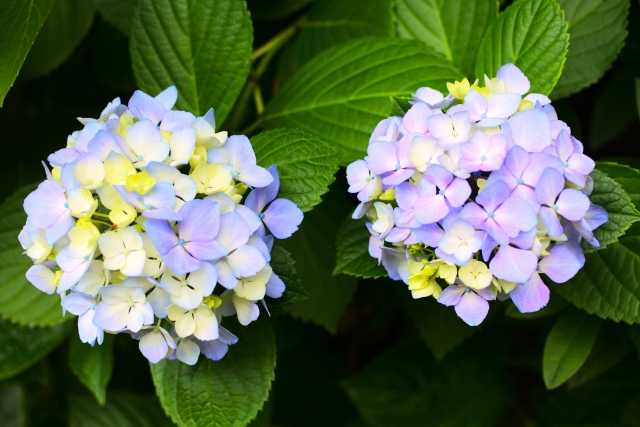 美しいアジサイ