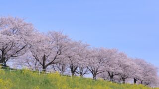 桜並木 春の色