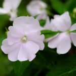 淡いピンク色の花のアップ