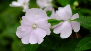 淡いピンク色の花のアップ