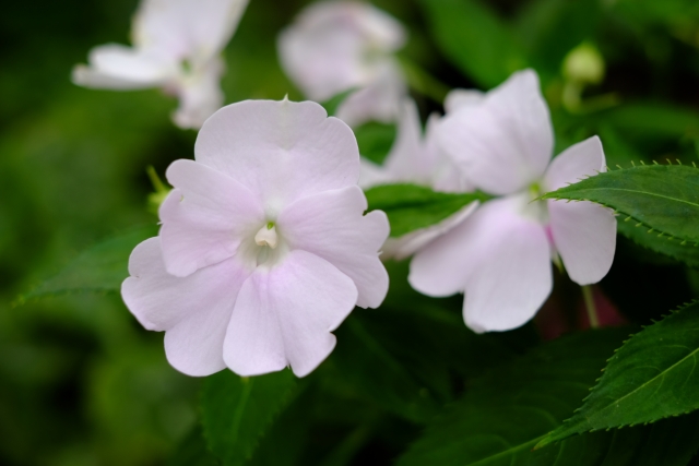 淡いピンク色の花のアップ